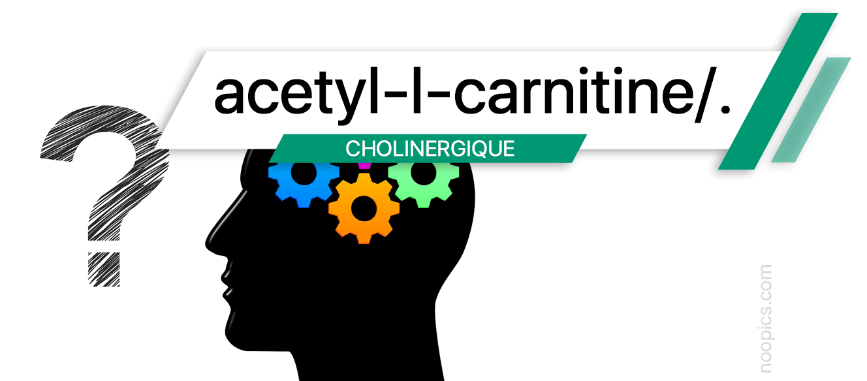 Acetyl-L-Carnitine, Nootropique neuro-protecteur, énergisant, mémoire et anti-age