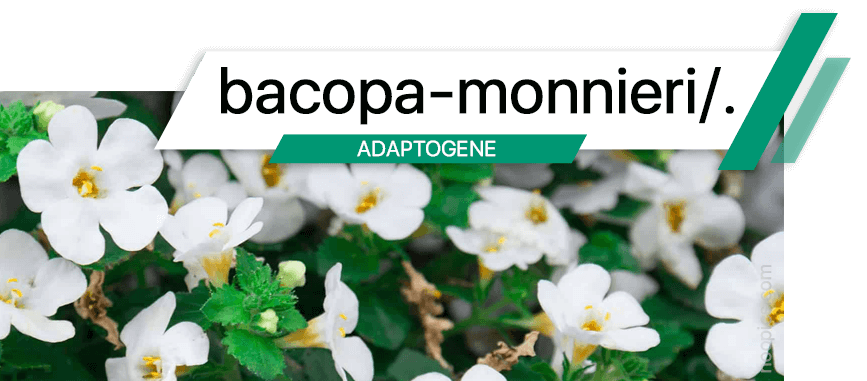 Le Bacopa réduit l'anxiété, stimule l'activité du cerveau, améliore la cognition et protége le cerveau contre le vieillissement.