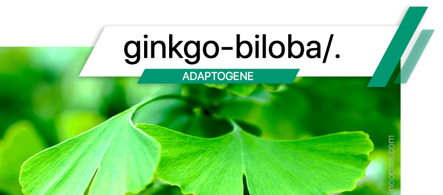 Le ginkgo biloba est un stimulant de la mémoire, stimulant cognitif et protecteur du cerveau.