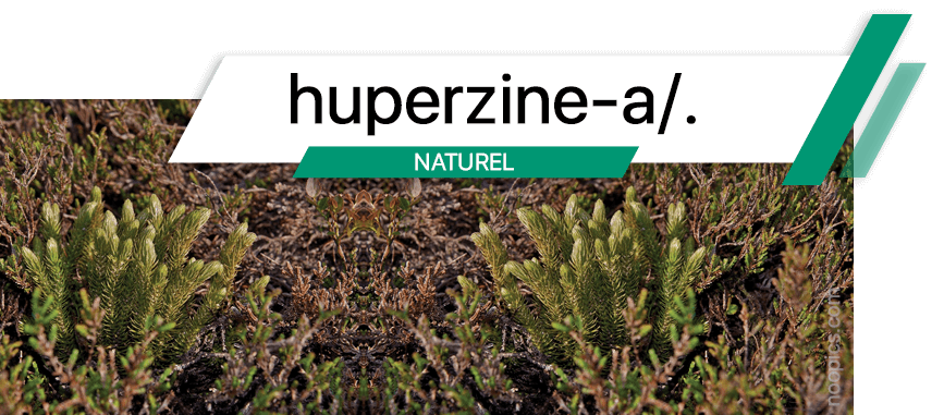 Phenylpiracetam, Nootropique pour améliorer la mémoire et la cognition, stabiliser les niveaux de neurotransmetteurs et protéger le cerveau contre les dommages oxydatifs