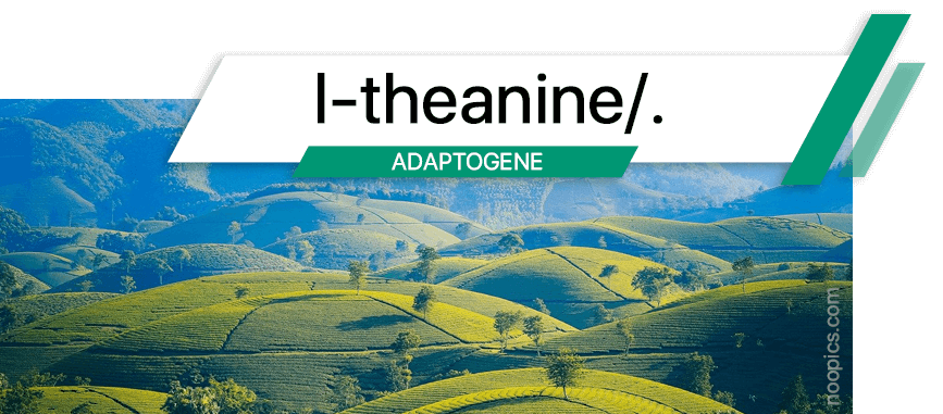 La L-Théanine est un réducteur d'anxiété efficace qui améliore la mémoire, l'attention et l'humeur
