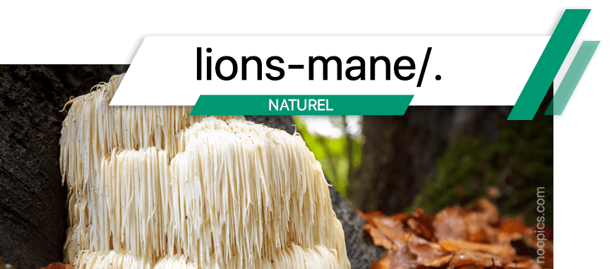 La Lion's Mane est un neuroprotecteur qui améliore les fonctions cérébrales, combat l'anxiété et la dépression, et favorise la neurogenèse.